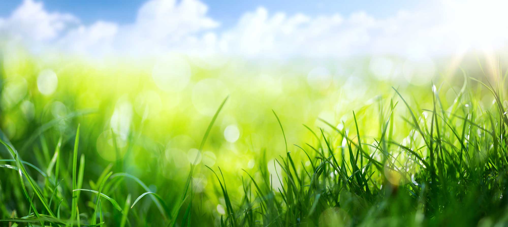 A close up of grass.