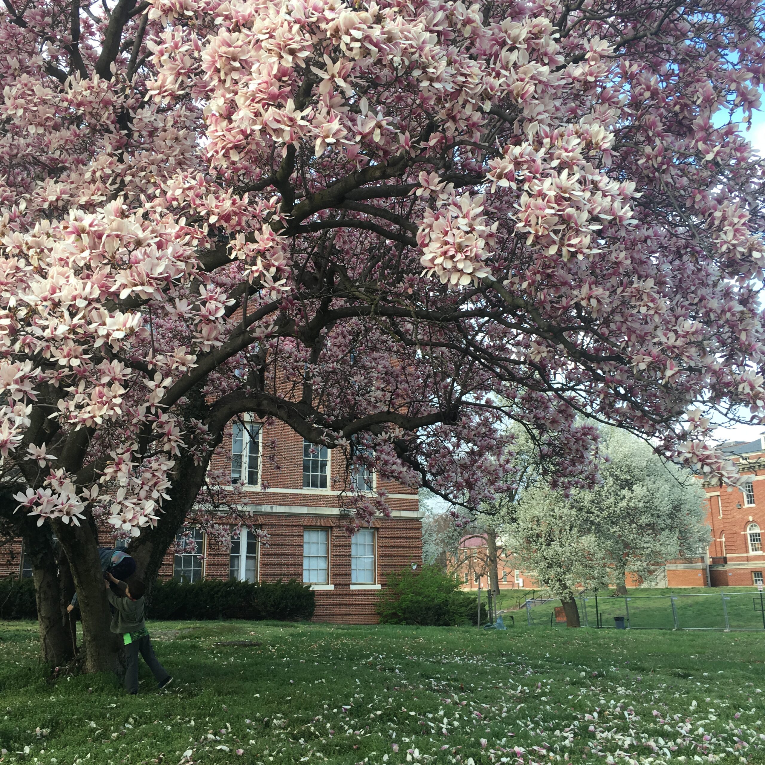 Cherry tree in blossom at The Parks near the Great Lawn